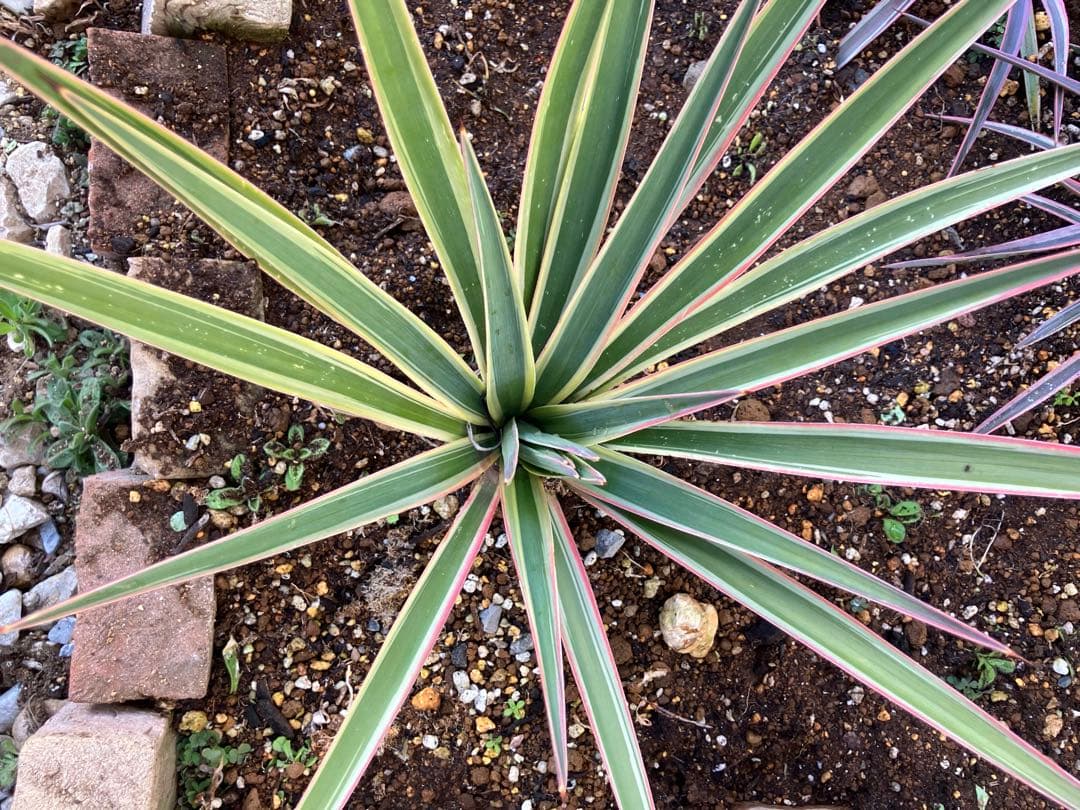 #【４株まとめ売り特価　発根済み】ユッカ アロイフォリア バリエガータ