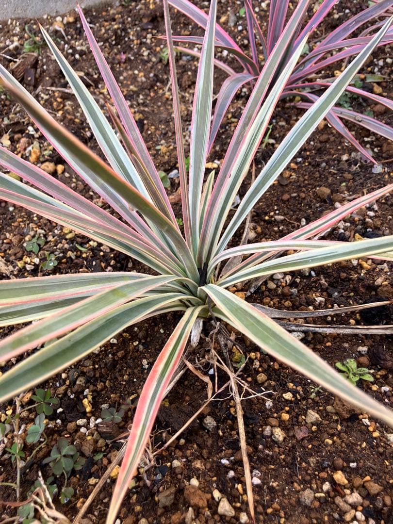 #【４株まとめ売り特価　発根済み】ユッカ アロイフォリア バリエガータ