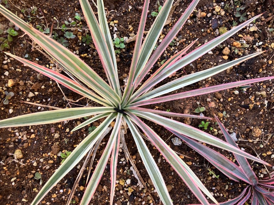 #【４株まとめ売り特価　発根済み】ユッカ アロイフォリア バリエガータ