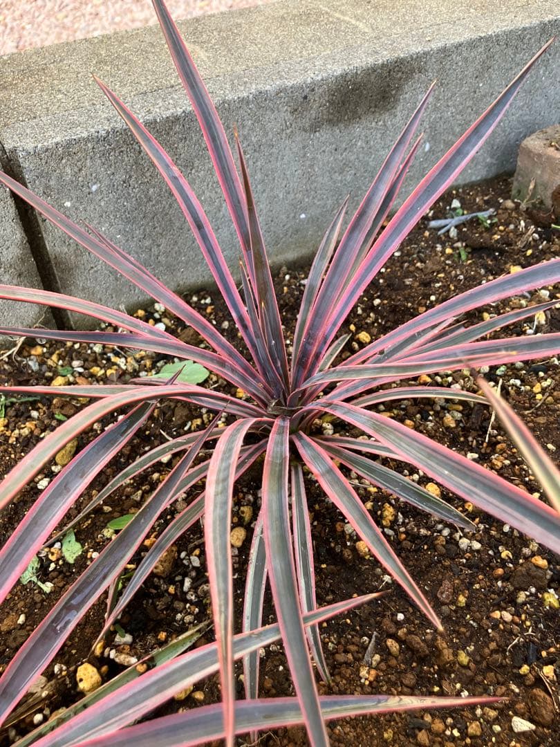 #【４株まとめ売り特価　発根済み】ユッカ アロイフォリア バリエガータ