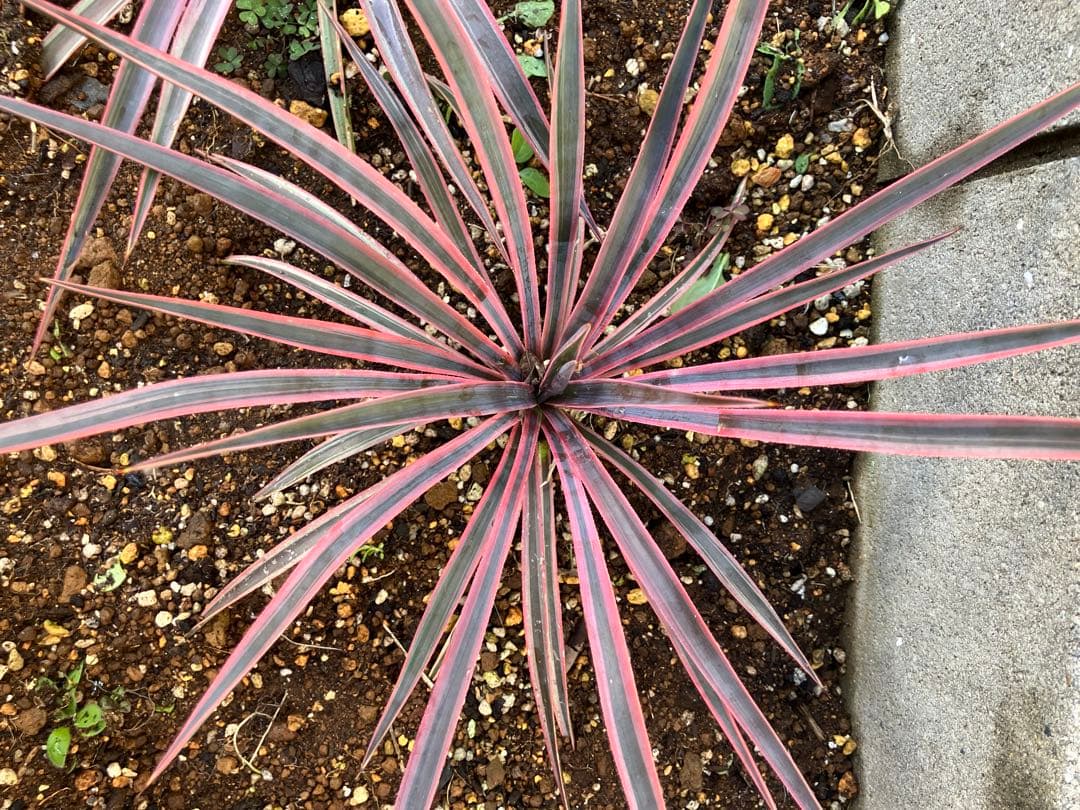 #【４株まとめ売り特価　発根済み】ユッカ アロイフォリア バリエガータ