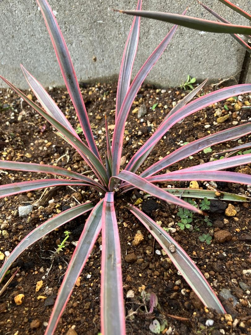 #【４株まとめ売り特価　発根済み】ユッカ アロイフォリア バリエガータ