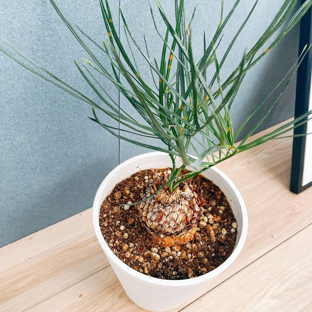 ［現品］【超希少】2番　ソテツ　カイルンシアナブルー　8号　蘇轍　レア　珍しい