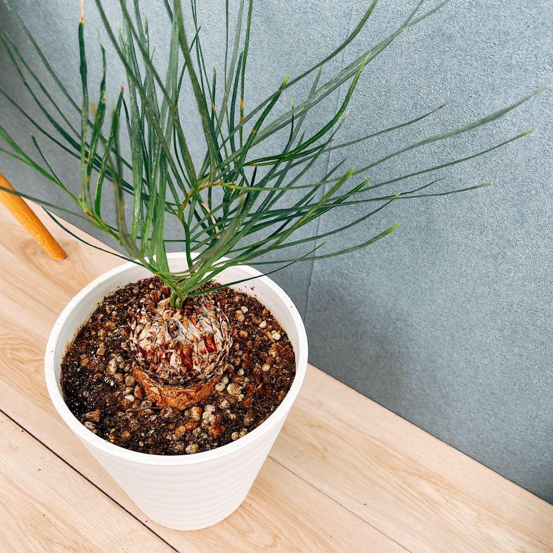 ［現品］【超希少】2番　ソテツ　カイルンシアナブルー　8号　蘇轍　レア　珍しい