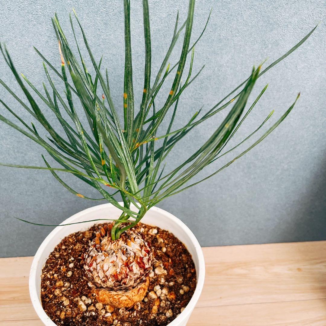 ［現品］【超希少】2番　ソテツ　カイルンシアナブルー　8号　蘇轍　レア　珍しい