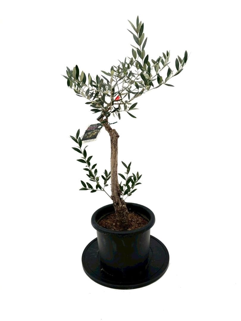 オリーブの木　古木　ピクアル　8号　約95cm　NO.828　人気品種　現品掲載