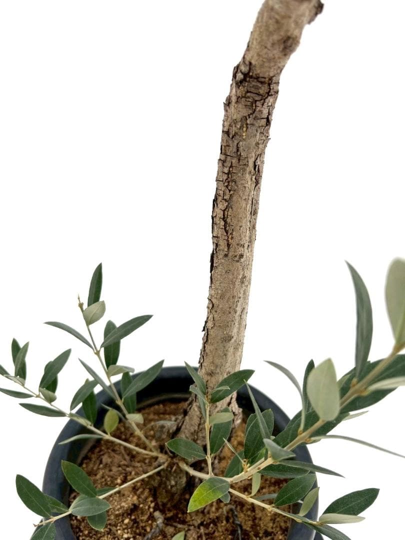 オリーブの木　古木　ピクアル　8号　約95cm　NO.828　人気品種　現品掲載