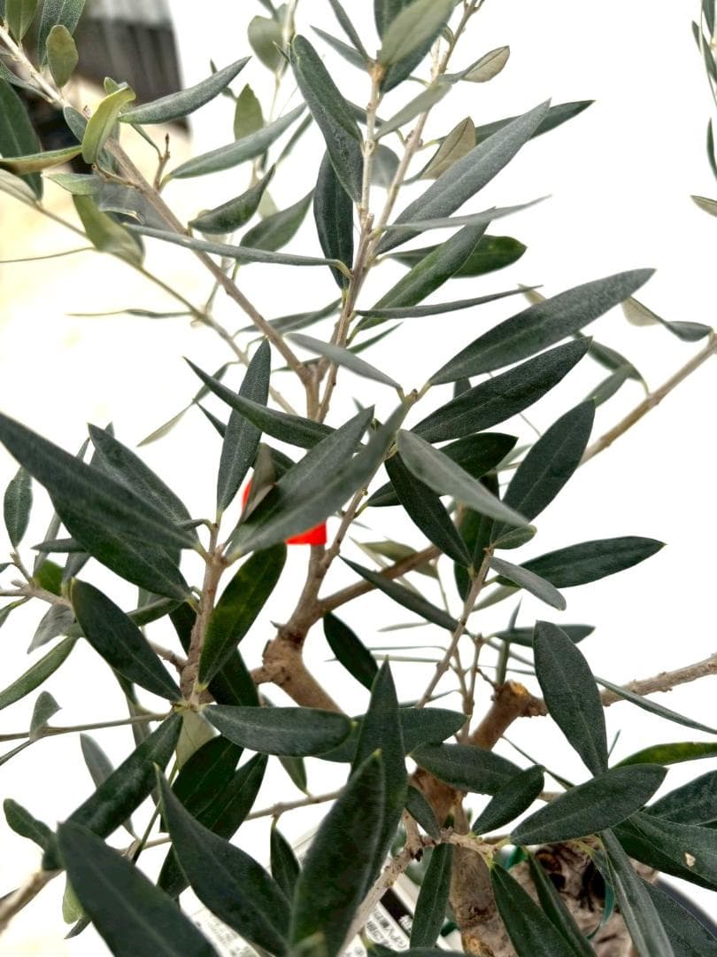 オリーブの木　古木　ピクアル　8号　約95cm　NO.828　人気品種　現品掲載