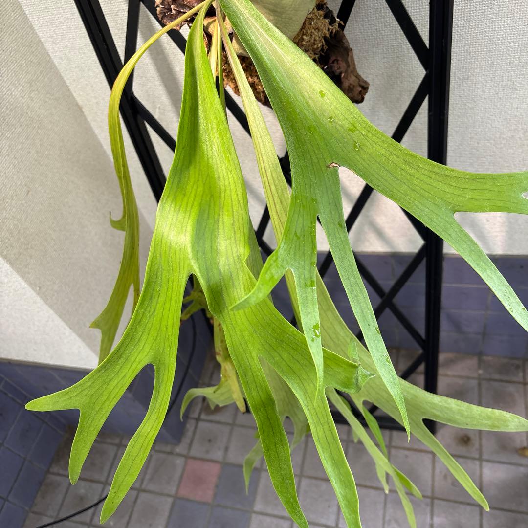 特大　コウモリラン　ビカクシダ　流木ハンギング