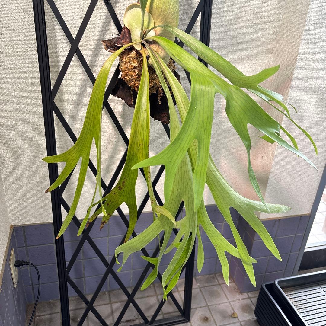 特大　コウモリラン　ビカクシダ　流木ハンギング