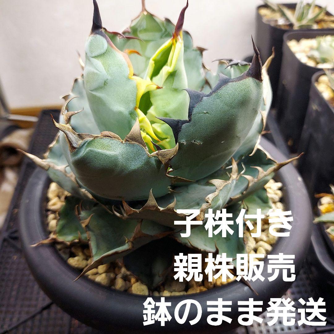 アガベ　チタノタ　BB　ブラックアンドブルー　親株販売　子株付き　鉢のまま発送