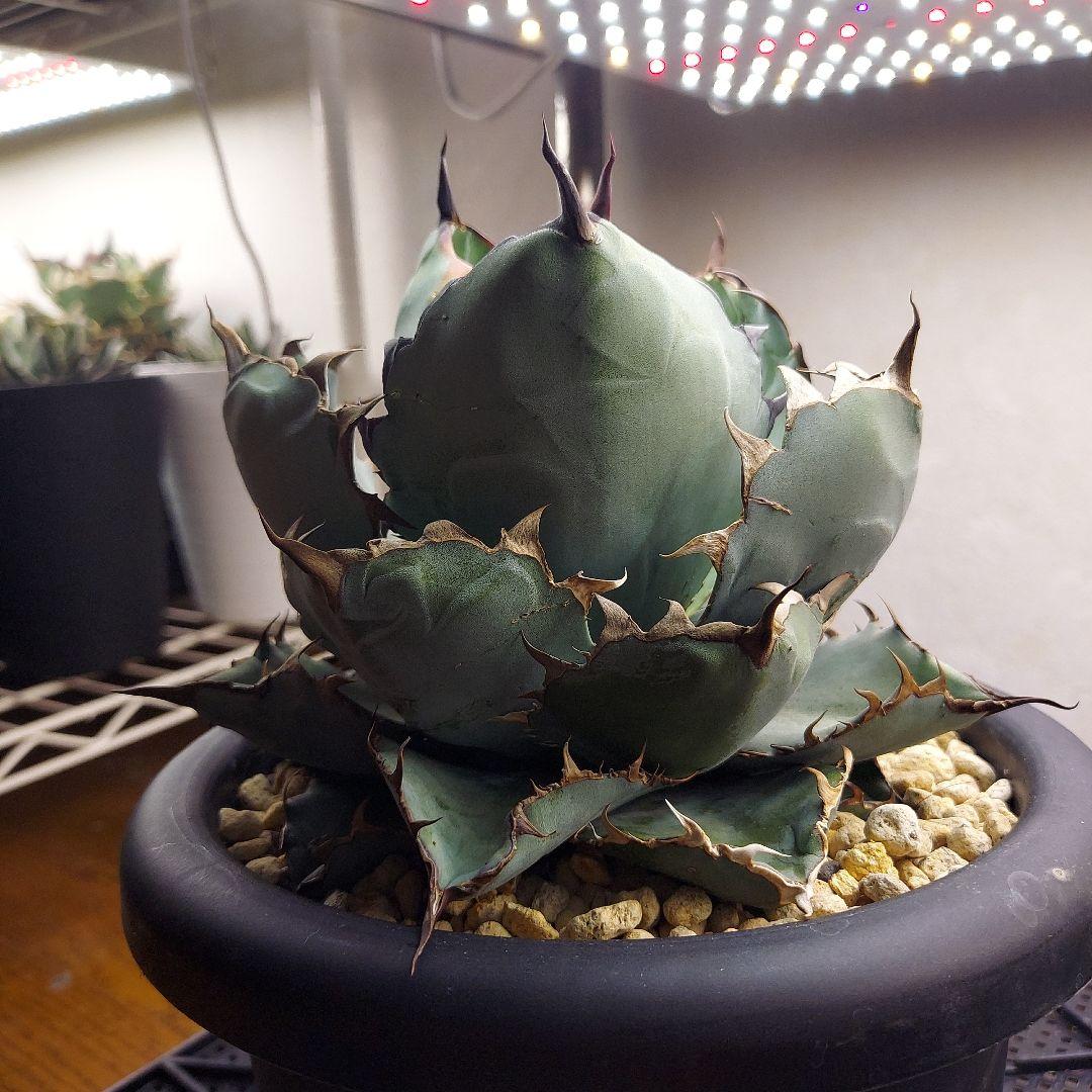 アガベ　チタノタ　BB　ブラックアンドブルー　親株販売　子株付き　鉢のまま発送