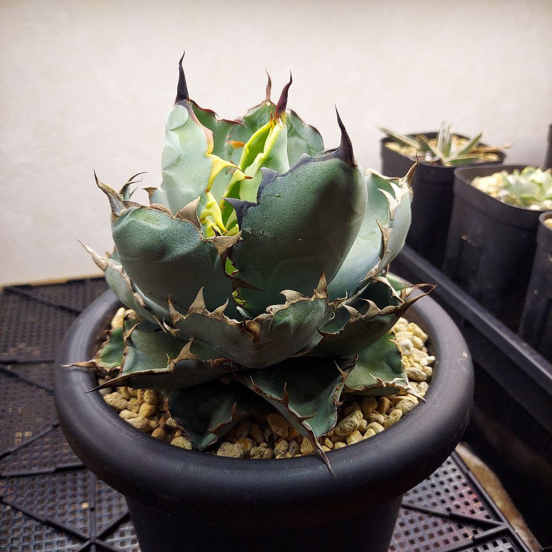 アガベ　チタノタ　BB　ブラックアンドブルー　親株販売　子株付き　鉢のまま発送