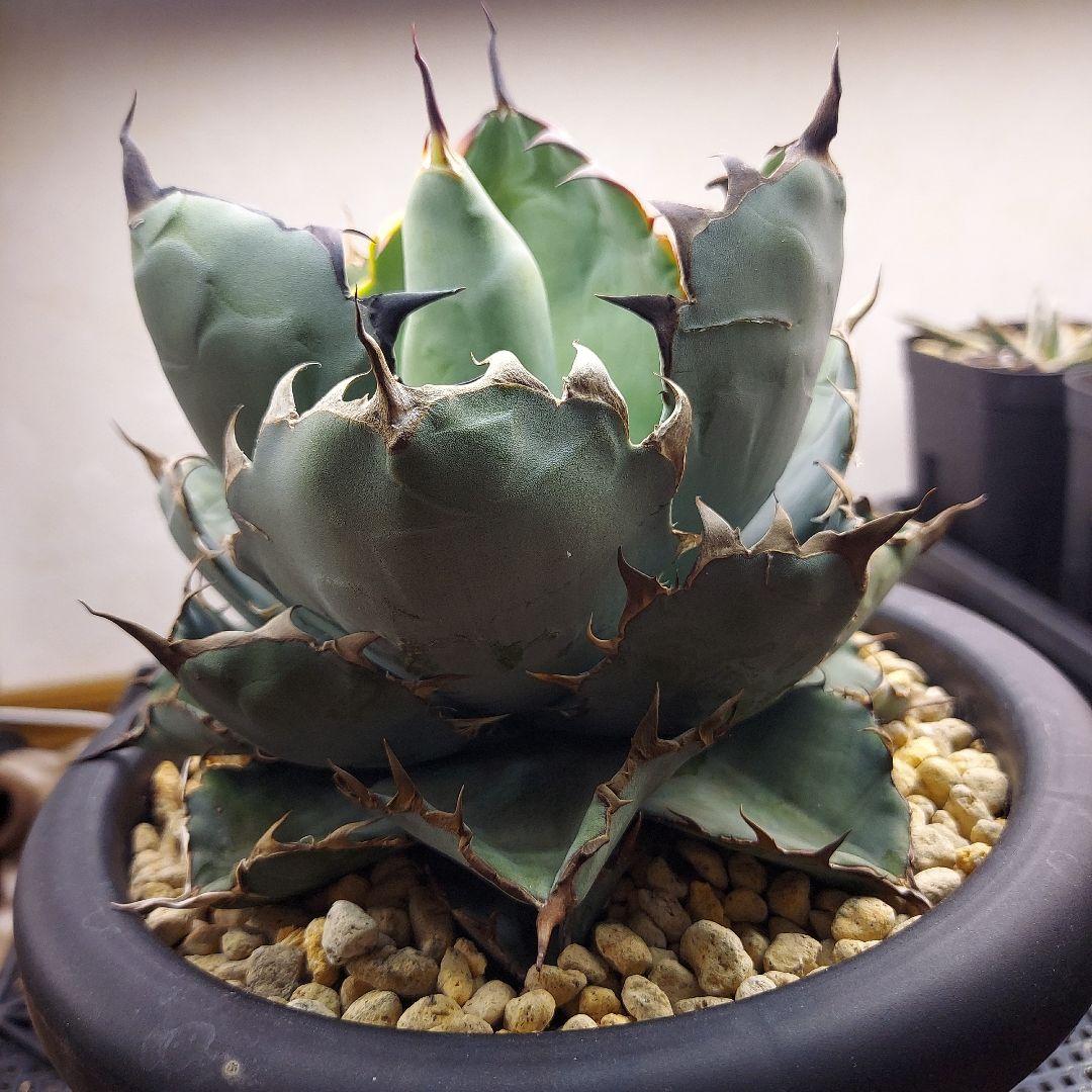 アガベ　チタノタ　BB　ブラックアンドブルー　親株販売　子株付き　鉢のまま発送