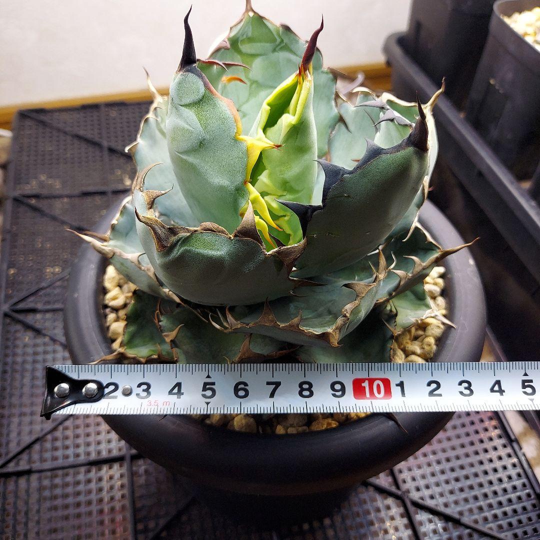 アガベ　チタノタ　BB　ブラックアンドブルー　親株販売　子株付き　鉢のまま発送