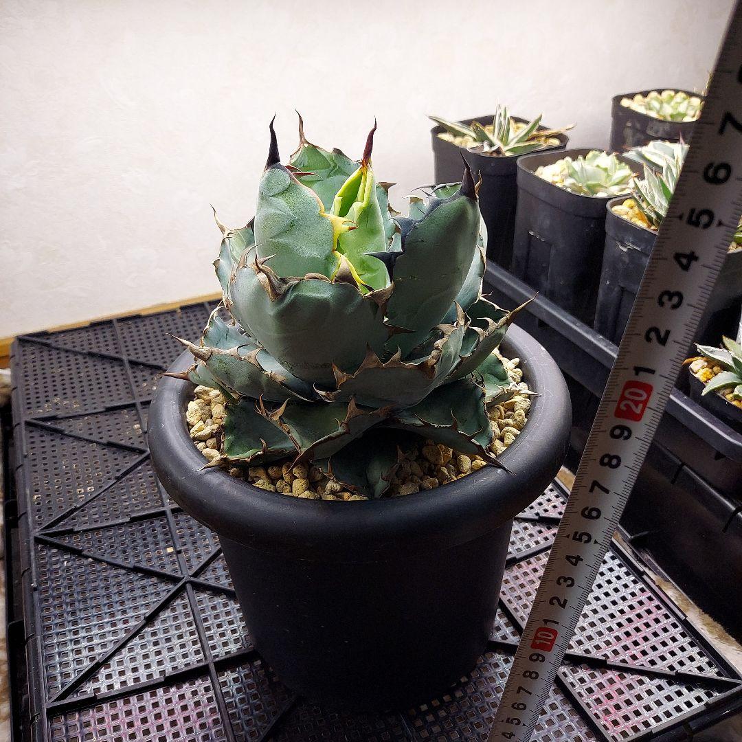 アガベ　チタノタ　BB　ブラックアンドブルー　親株販売　子株付き　鉢のまま発送