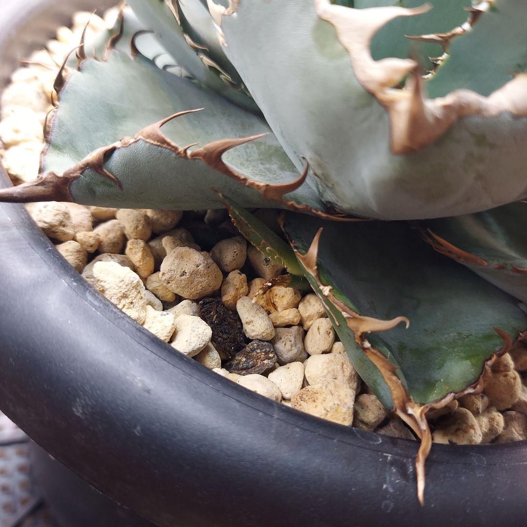 アガベ　チタノタ　BB　ブラックアンドブルー　親株販売　子株付き　鉢のまま発送