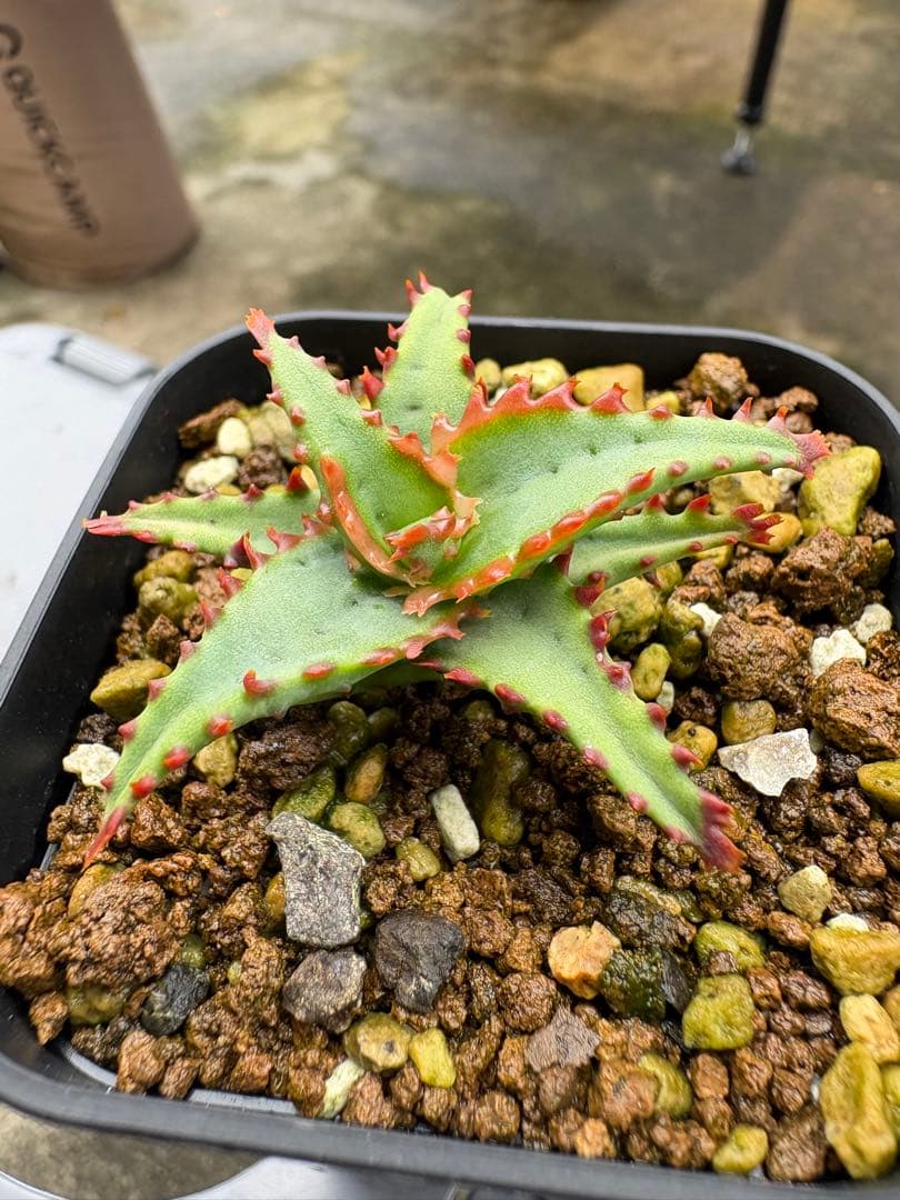 ハオルチア・アロエ Jyo_ji