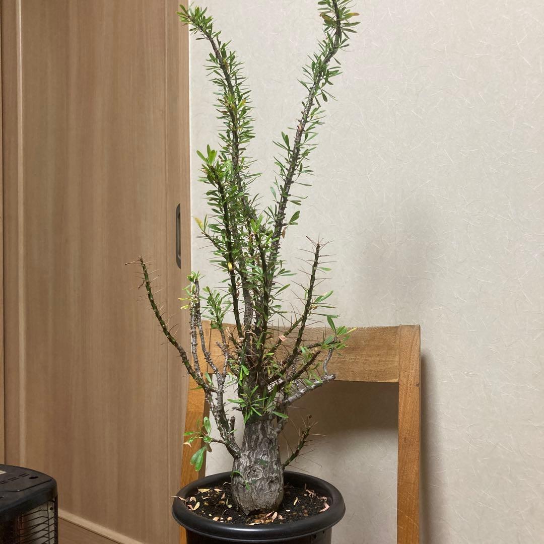 ジュン　フォークイエリア