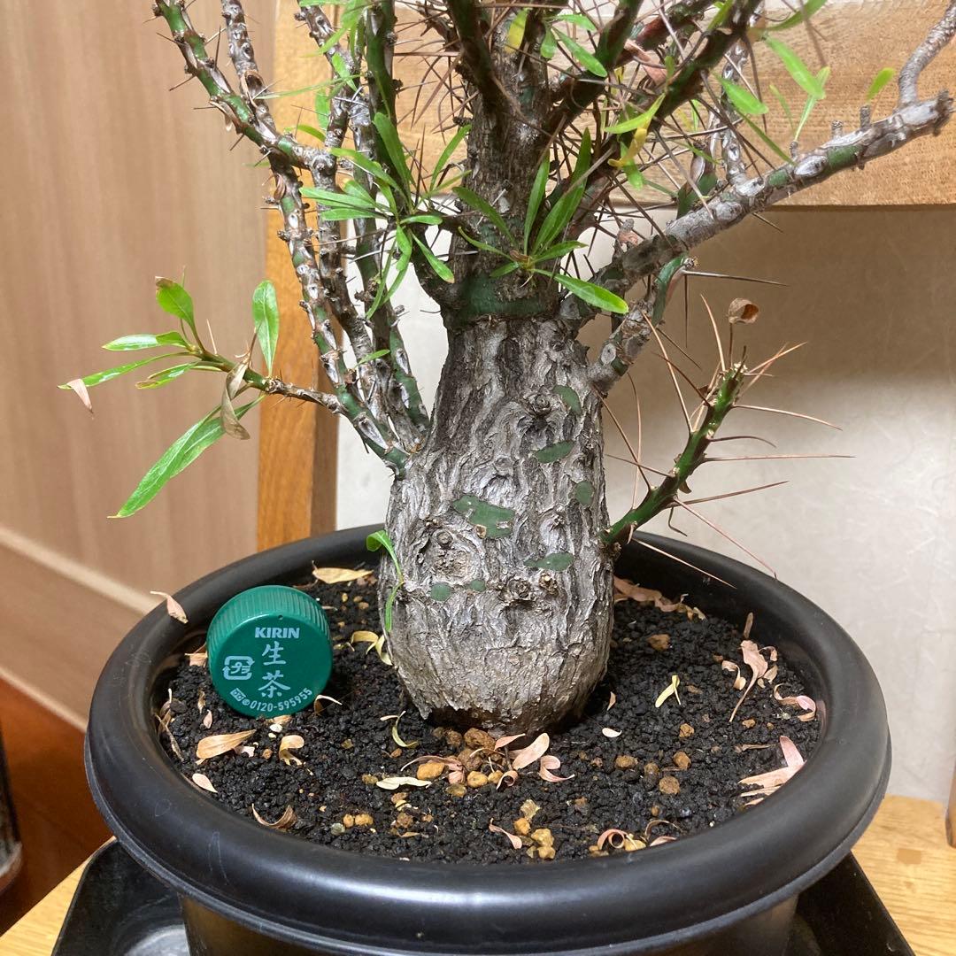 ジュン　フォークイエリア