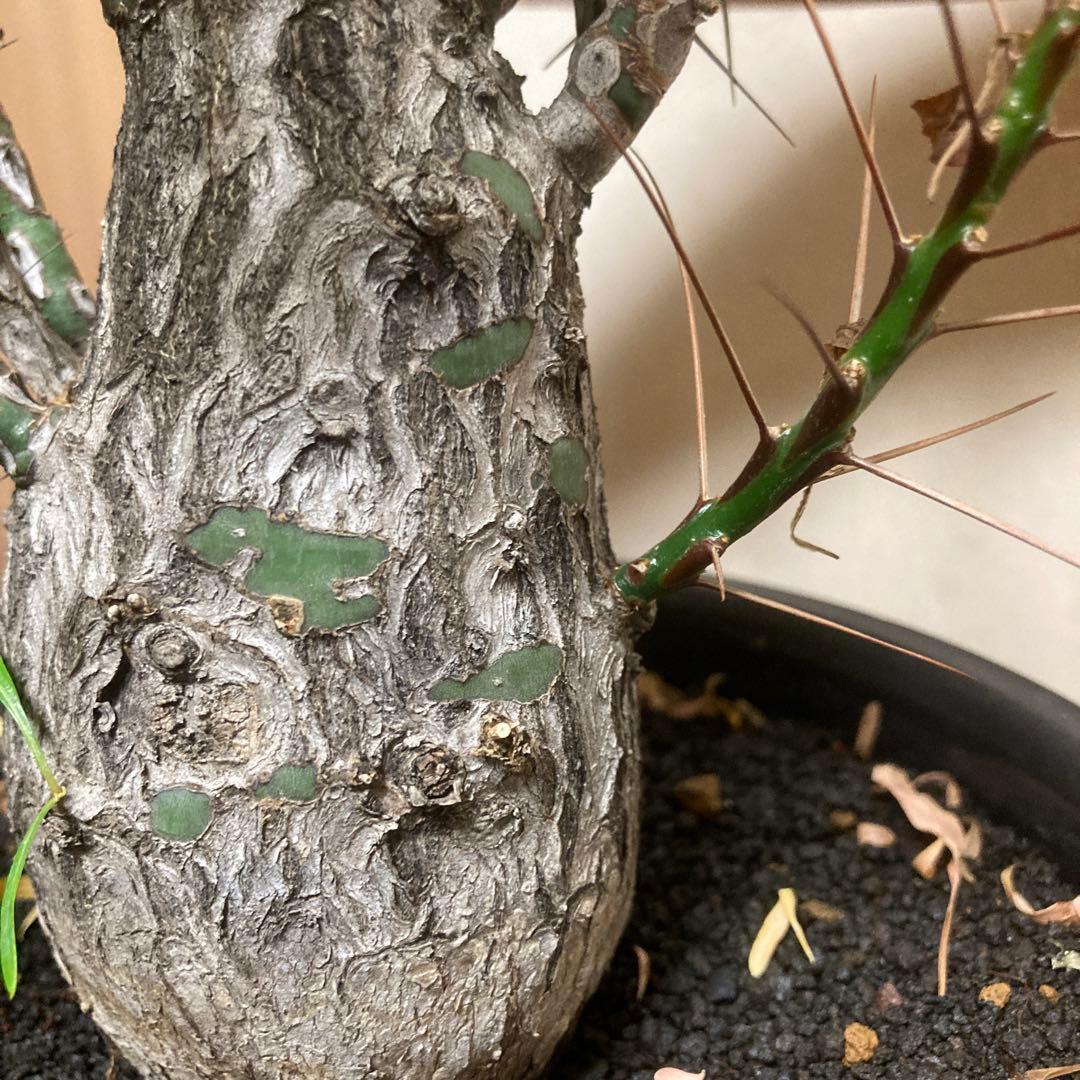 ジュン　フォークイエリア