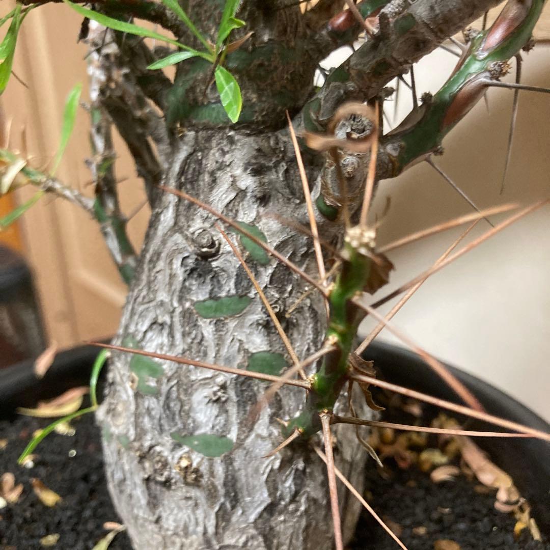 ジュン　フォークイエリア