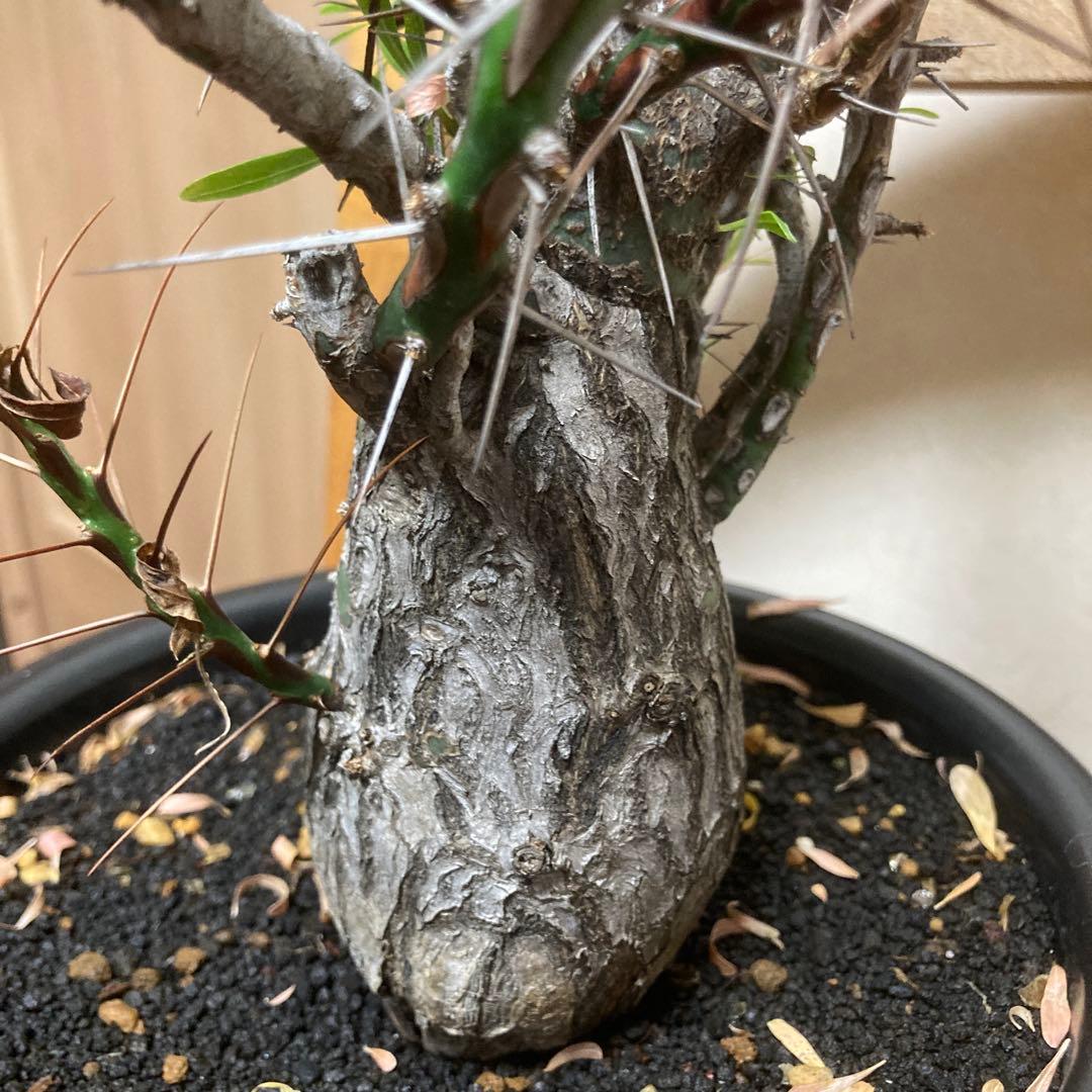 ジュン　フォークイエリア