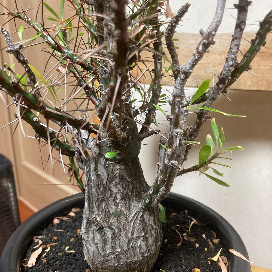 ジュン　フォークイエリア