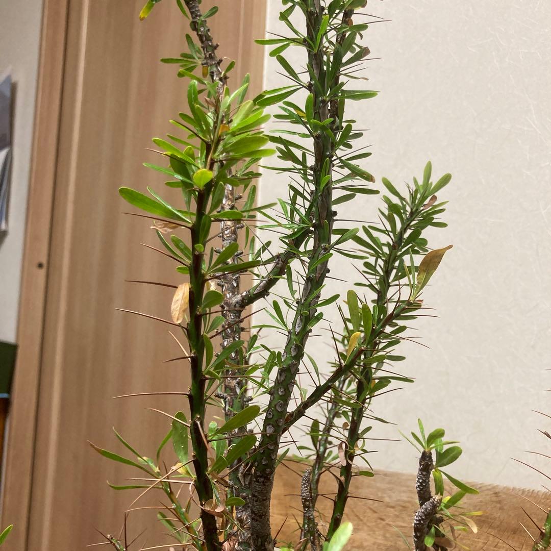 ジュン　フォークイエリア