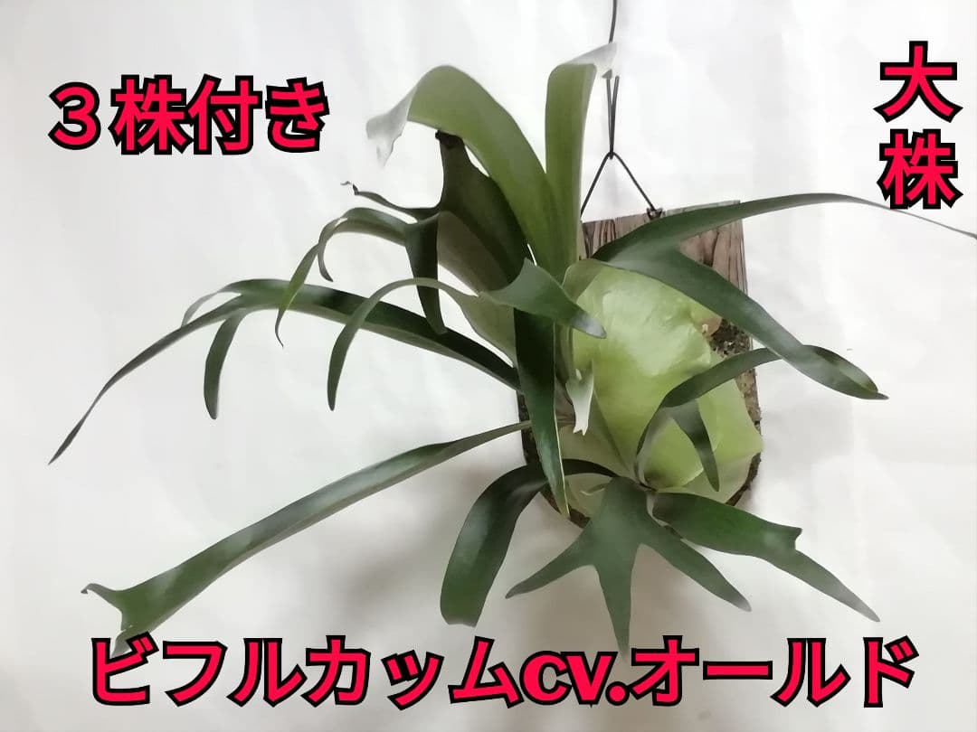 【希少株】P. bifurcatum オールドタイプ 育成超簡単　大株