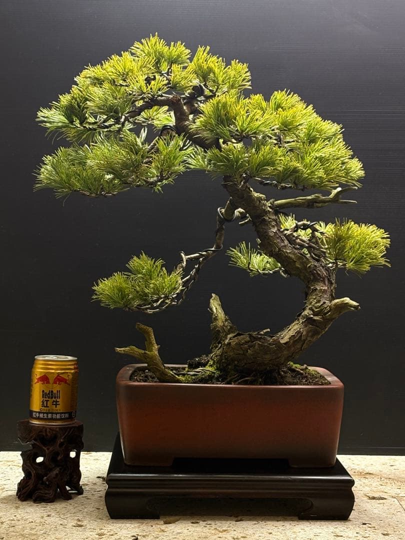 週末大幅値下げ❗️[盆栽]五葉松/山採り//黒松/真柏