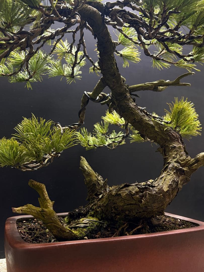 週末大幅値下げ❗️[盆栽]五葉松/山採り//黒松/真柏