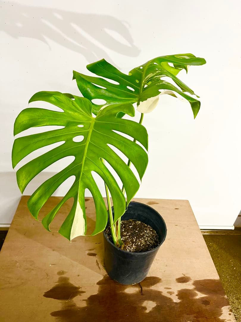 斑入り　モンステラ　デリシオーサ　艶姿　白