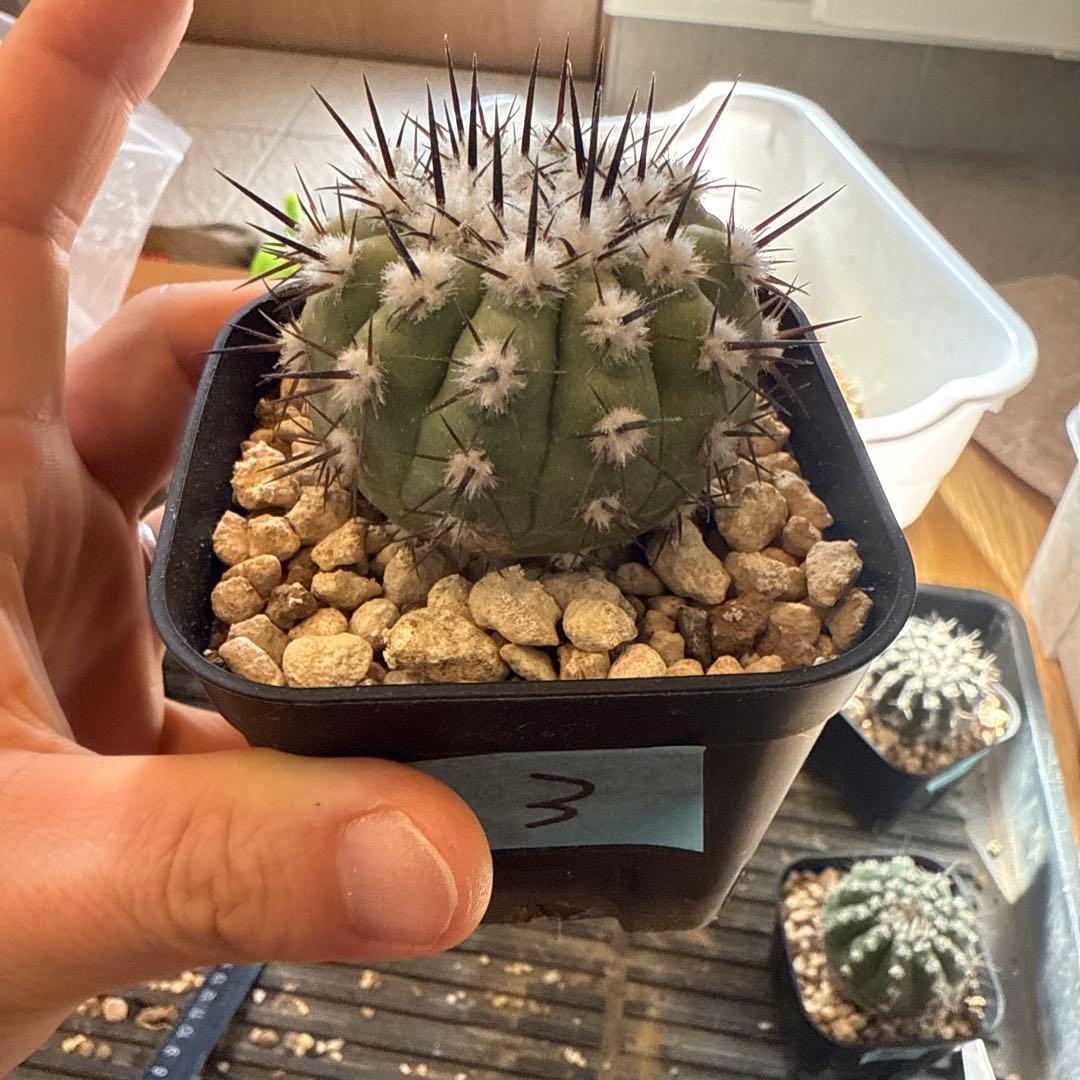 黒王丸　実生　接木　台付　発根済 3