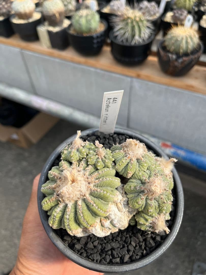 アズテキウム 花籠 (Aztekium ritteri)