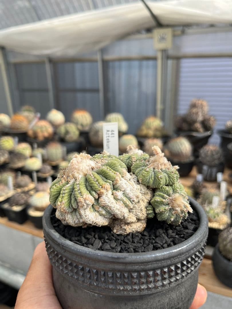 アズテキウム 花籠 (Aztekium ritteri)