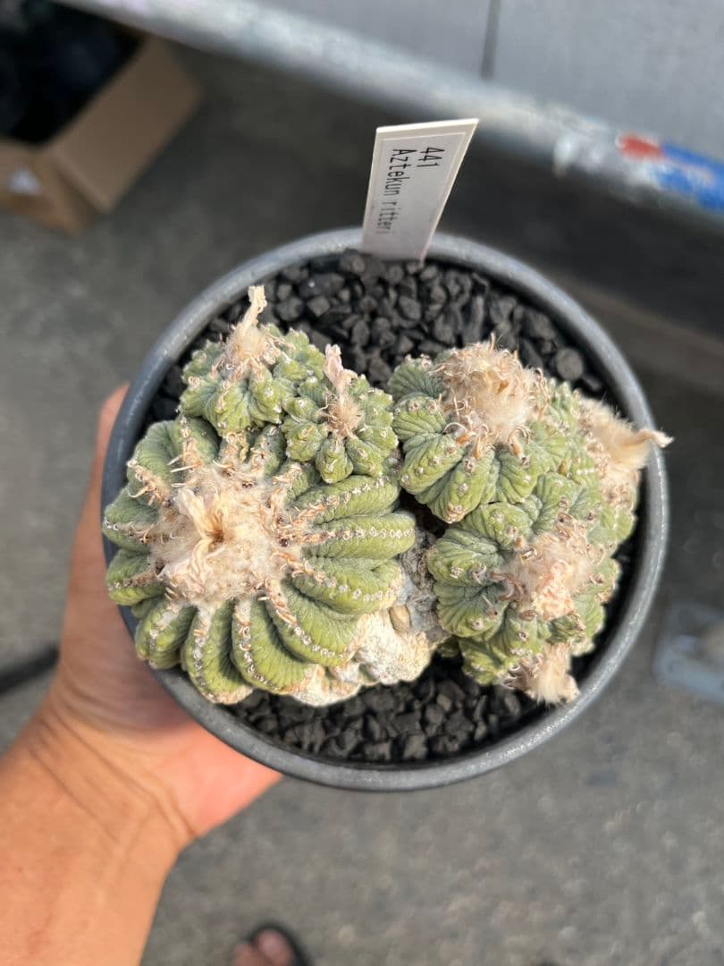 アズテキウム 花籠 (Aztekium ritteri)