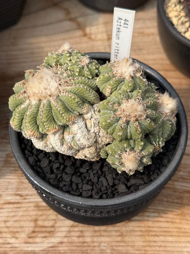 アズテキウム 花籠 (Aztekium ritteri)