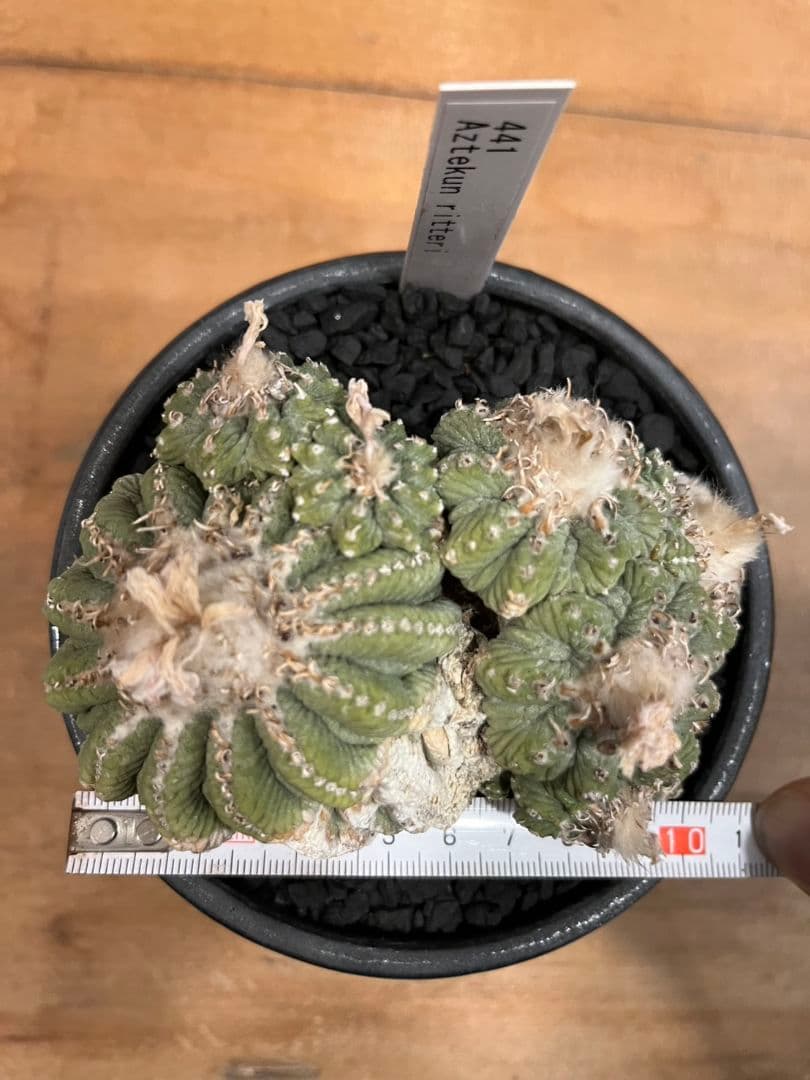 アズテキウム 花籠 (Aztekium ritteri)