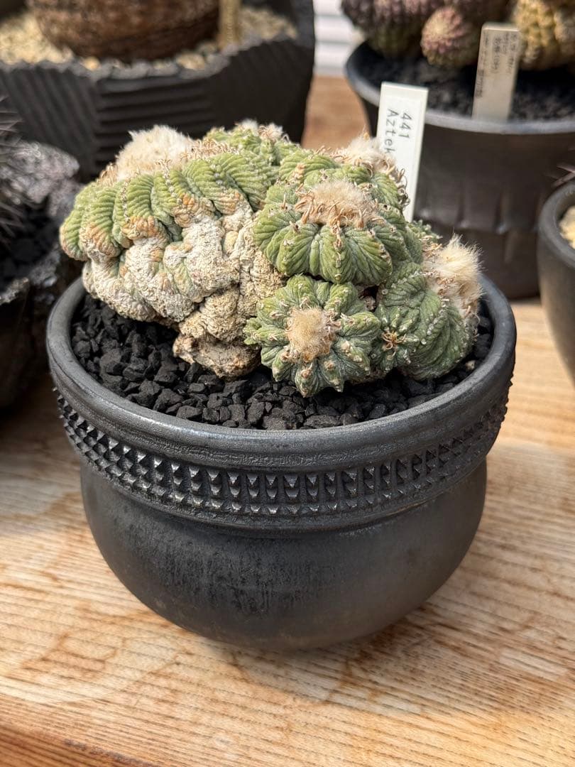 アズテキウム 花籠 (Aztekium ritteri)