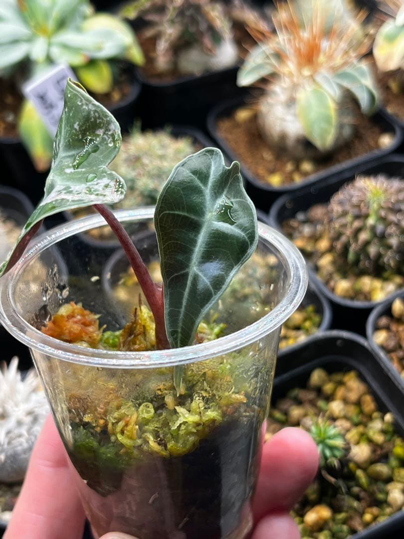 アロカシア アマゾニカ ミントピンク斑入り③