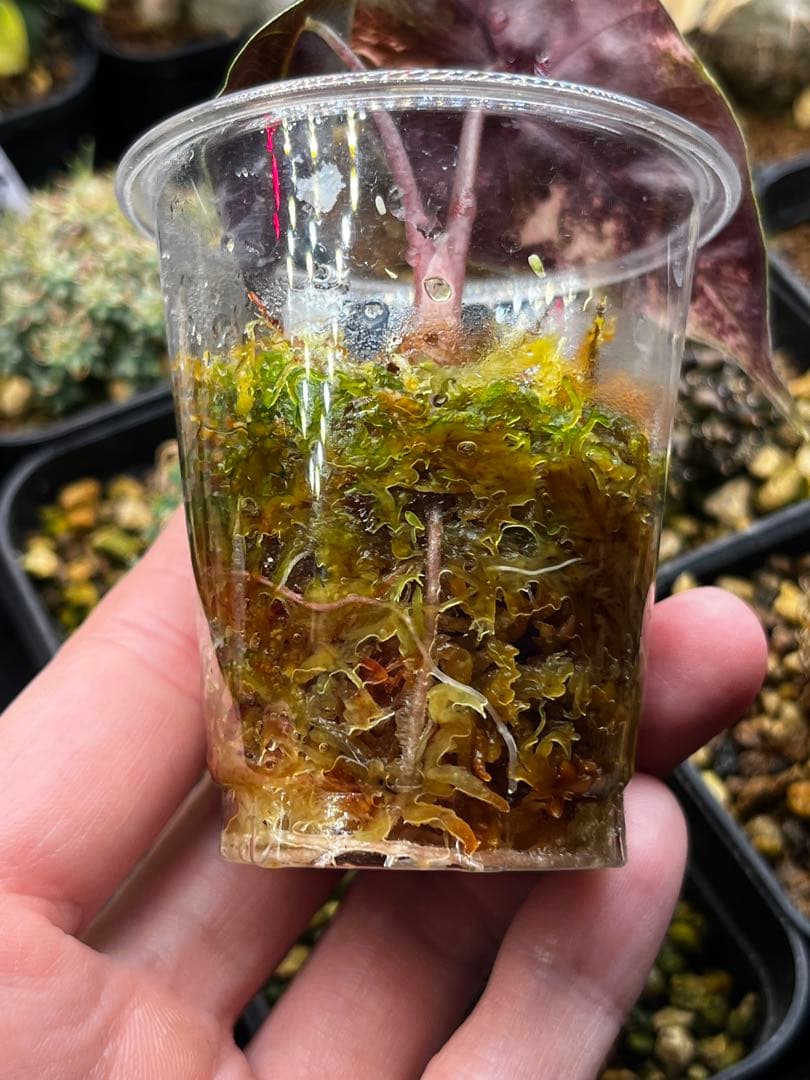 アロカシア アマゾニカ ミントピンク斑入り③