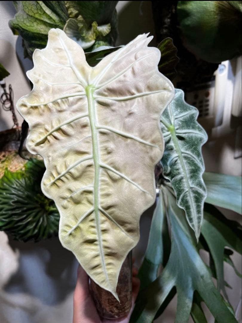 アロカシア アマゾニカ ミントピンク斑入り③