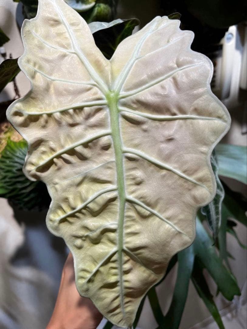 アロカシア アマゾニカ ミントピンク斑入り③