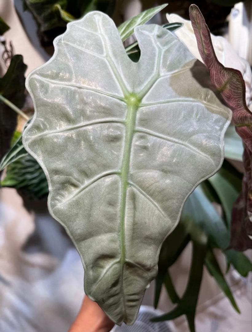 アロカシア アマゾニカ ミントピンク斑入り③