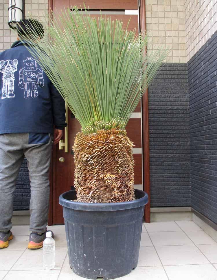 【現品】ダシリリオン・ロンギシマム　15号相当　発根済　Eく番