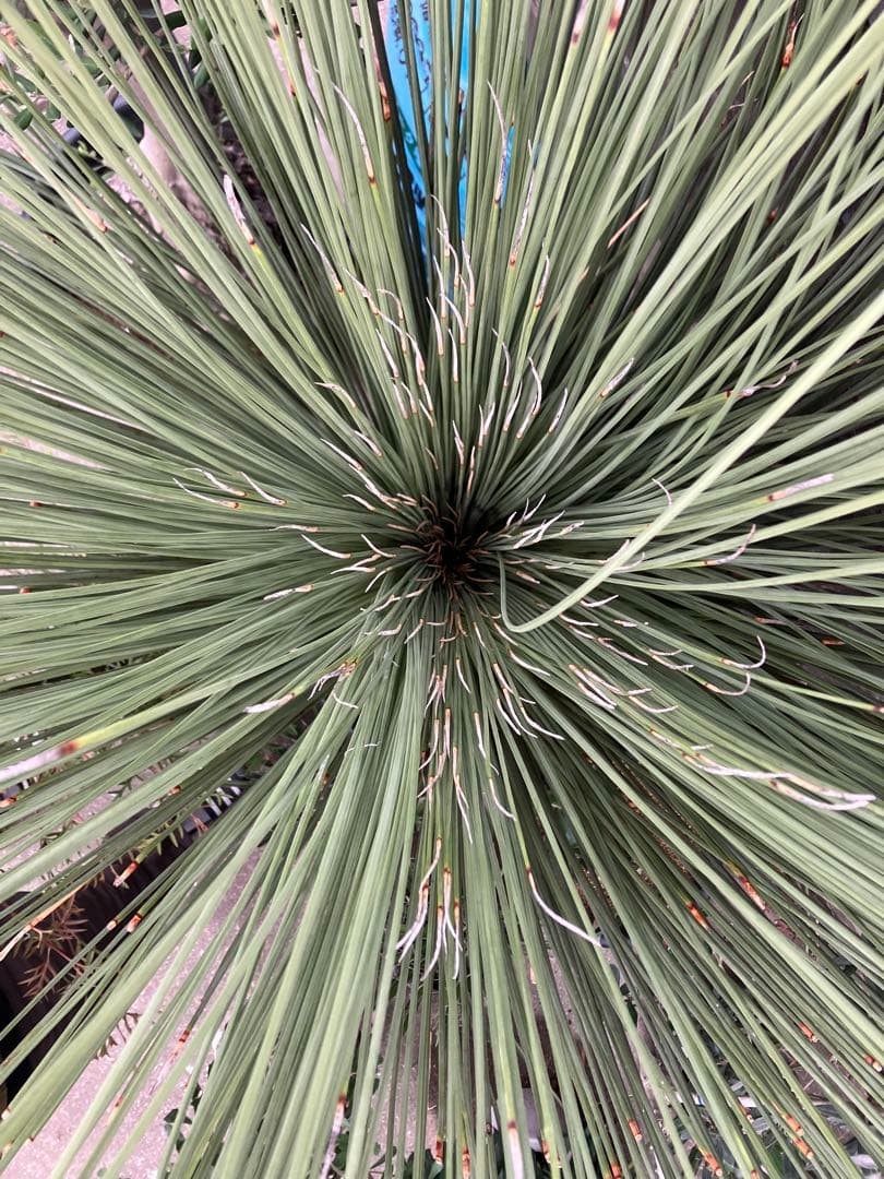 【現品】ダシリリオン・ロンギシマム　15号相当　発根済　Eく番