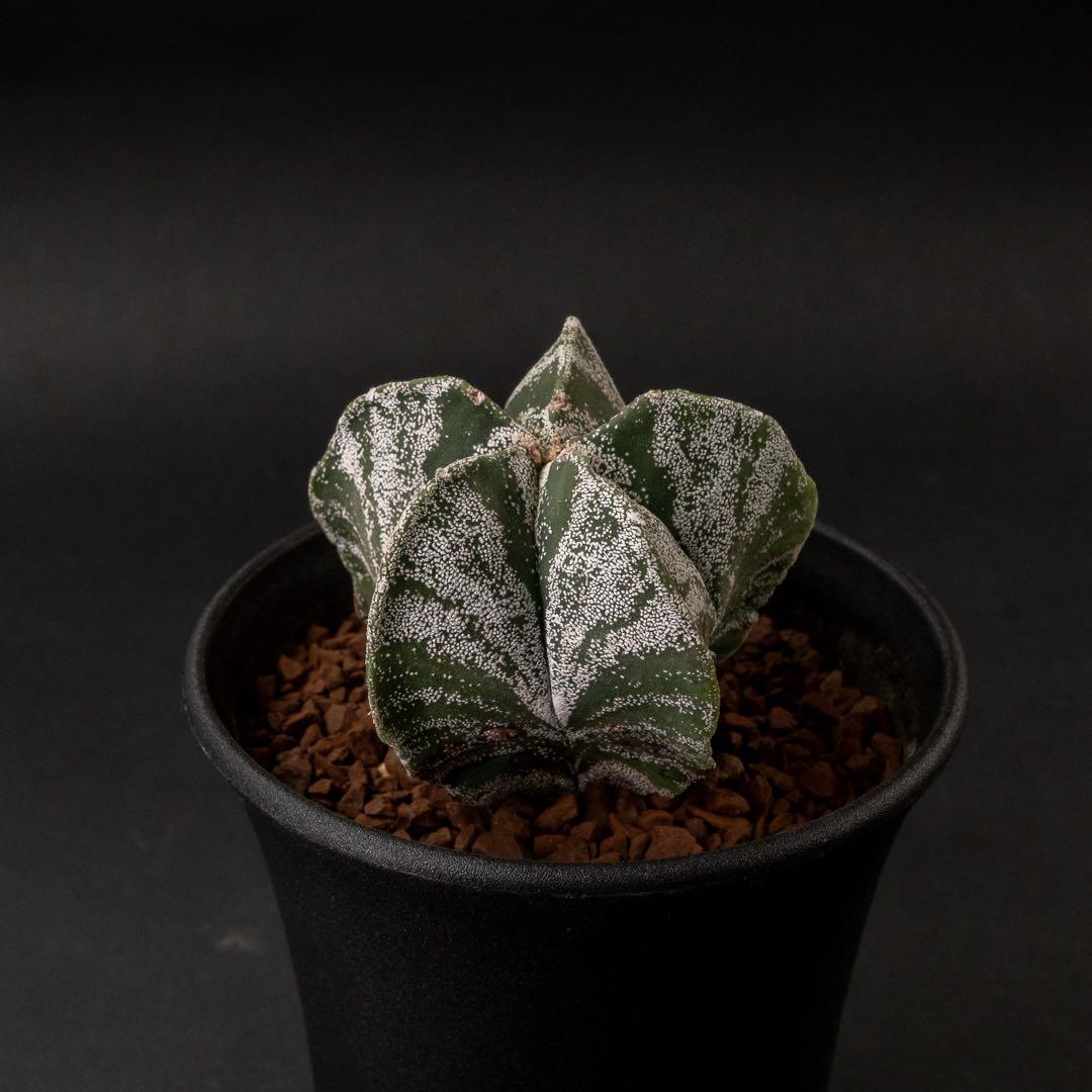 恩塚ランポー x 現地球 （国内実生） アストロフィツム #225