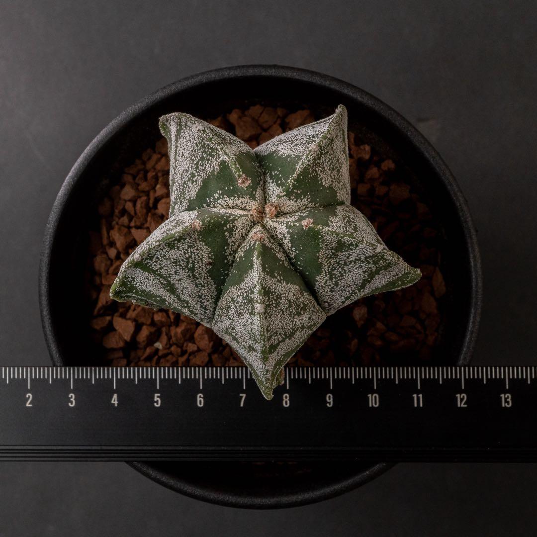 恩塚ランポー x 現地球 （国内実生） アストロフィツム #225