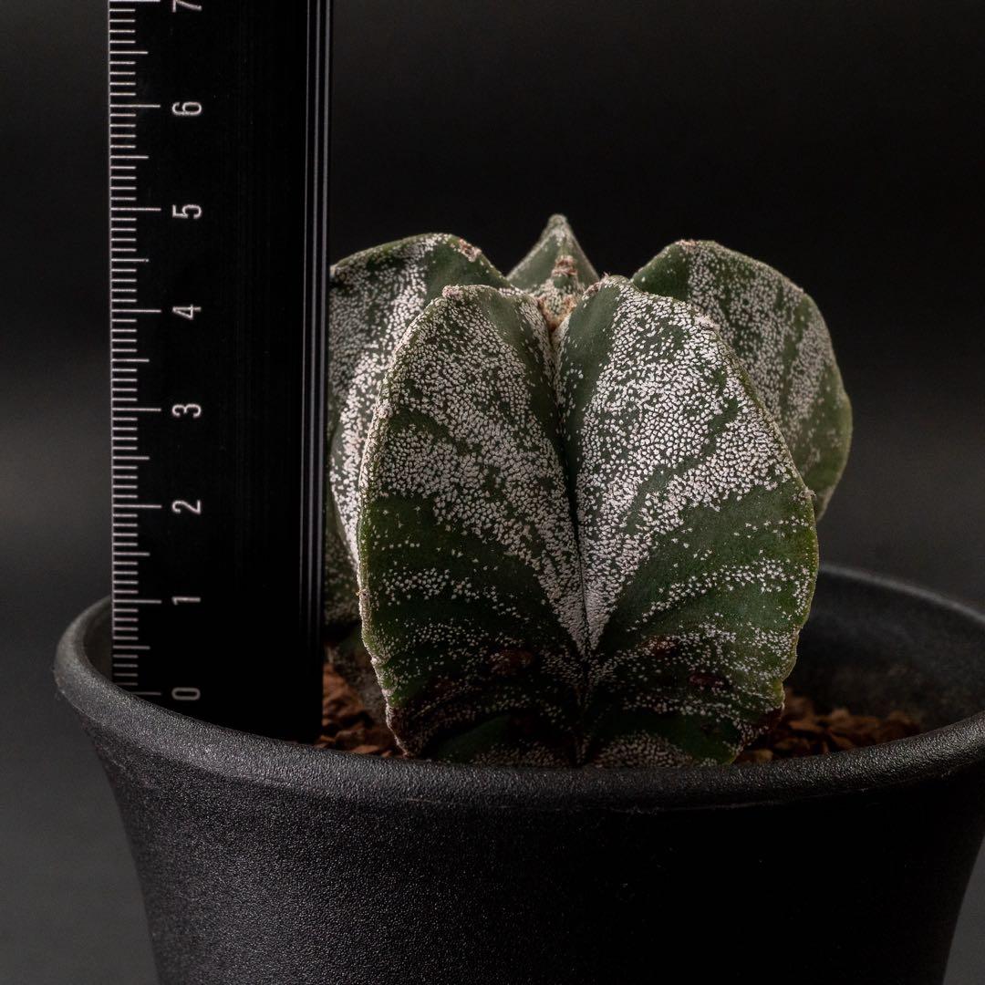 恩塚ランポー x 現地球 （国内実生） アストロフィツム #225